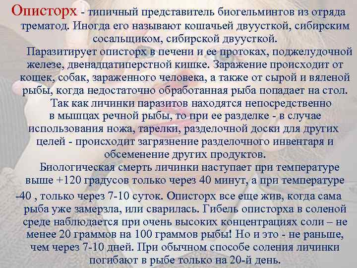 Описторх - типичный представитель биогельминтов из отряда трематод. Иногда его называют кошачьей двуусткой, сибирским