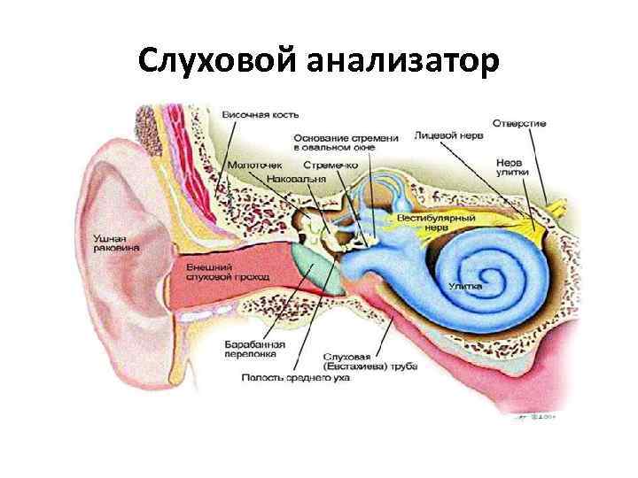 Слуховой анализатор 