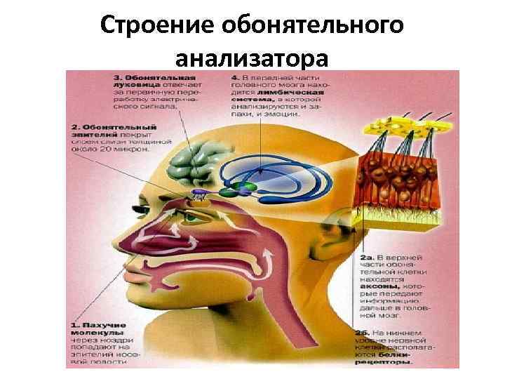 Обонятельный анализатор картинки