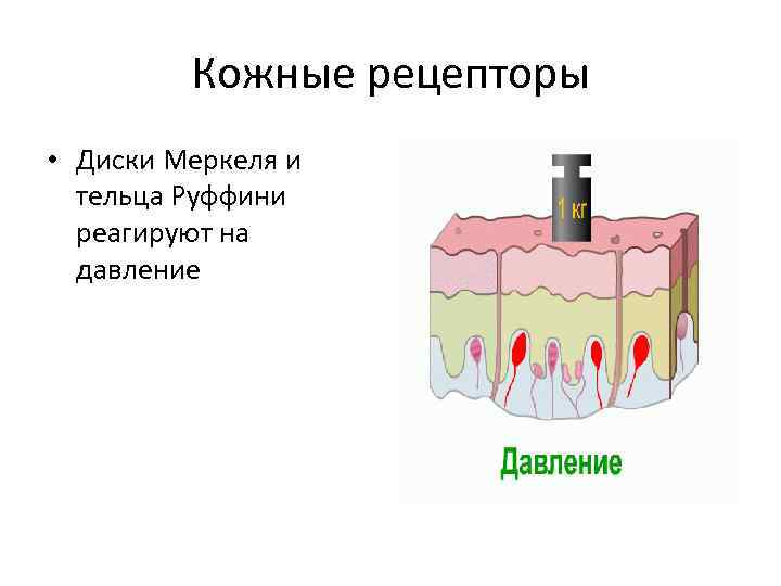 Кожные рецепторы • Диски Меркеля и тельца Руффини реагируют на давление 