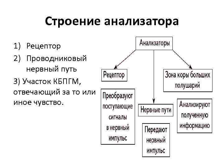 Строение анализатора 1) Рецептор 2) Проводниковый нервный путь 3) Участок КБПГМ, отвечающий за то