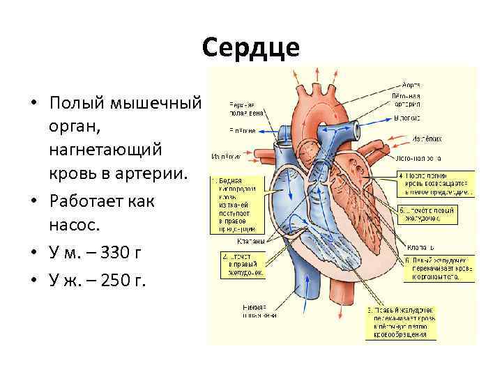 Сердце • Полый мышечный орган, нагнетающий кровь в артерии. • Работает как насос. •