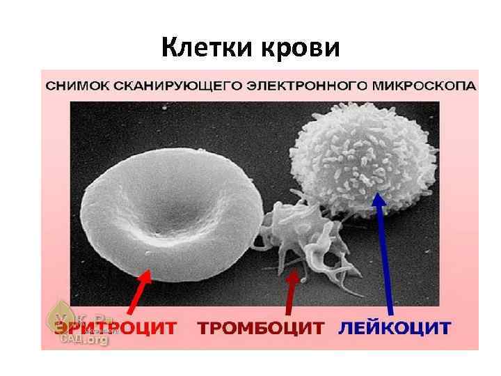 Клетки крови 