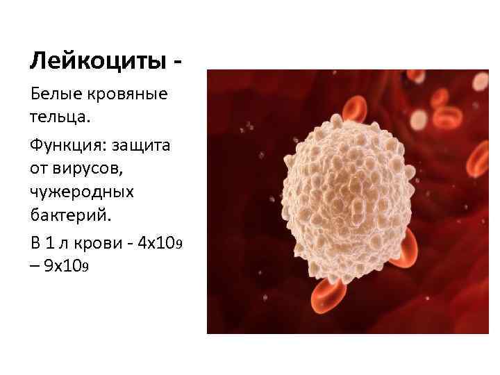 Лейкоциты в отличие от эритроцитов не способны проникать сквозь стенки капилляров