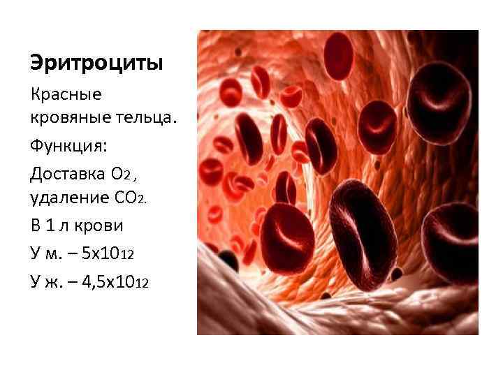 Эритроциты Красные кровяные тельца. Функция: Доставка О 2 , удаление СО 2. В 1