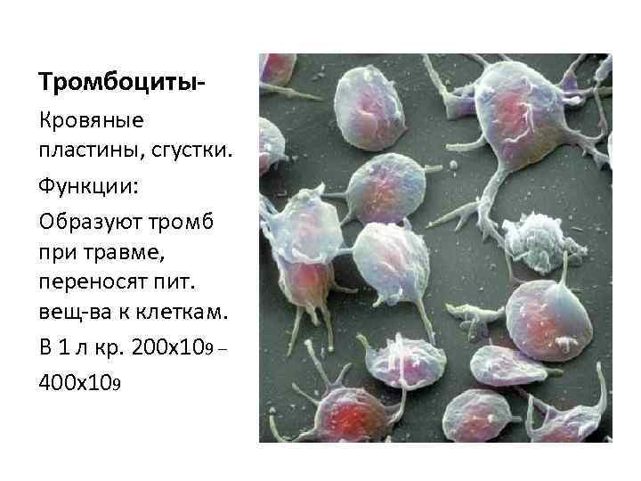 Тромбоциты. Кровяные пластины, сгустки. Функции: Образуют тромб при травме, переносят пит. вещ-ва к клеткам.
