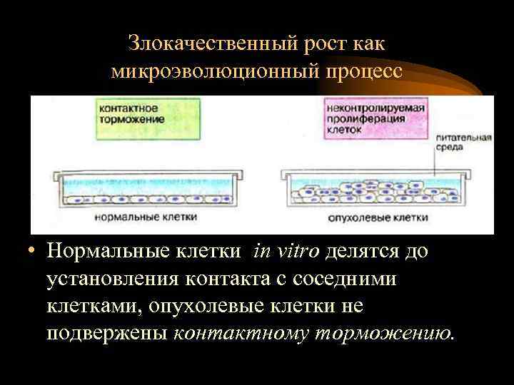 Злокачественный рост как микроэволюционный процесс • Нормальные клетки in vitro делятся до установления контакта