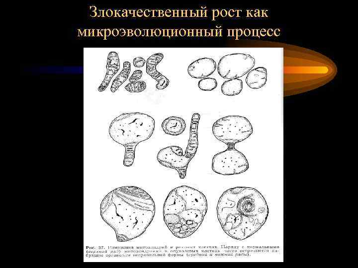 Злокачественный рост как микроэволюционный процесс 