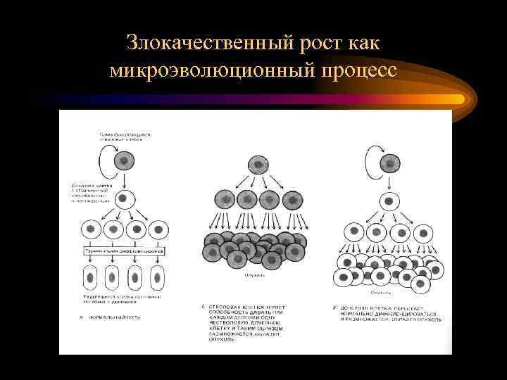 Злокачественный рост как микроэволюционный процесс 