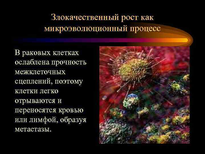 Злокачественный рост как микроэволюционный процесс В раковых клетках ослаблена прочность межклеточных сцеплений, поэтому клетки