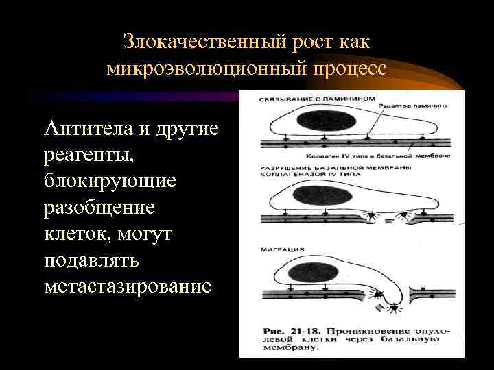 Злокачественный рост как микроэволюционный процесс Антитела и другие реагенты, блокирующие разобщение клеток, могут подавлять