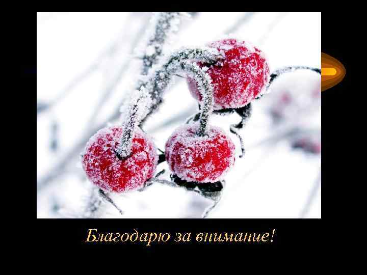 Благодарю за внимание! 