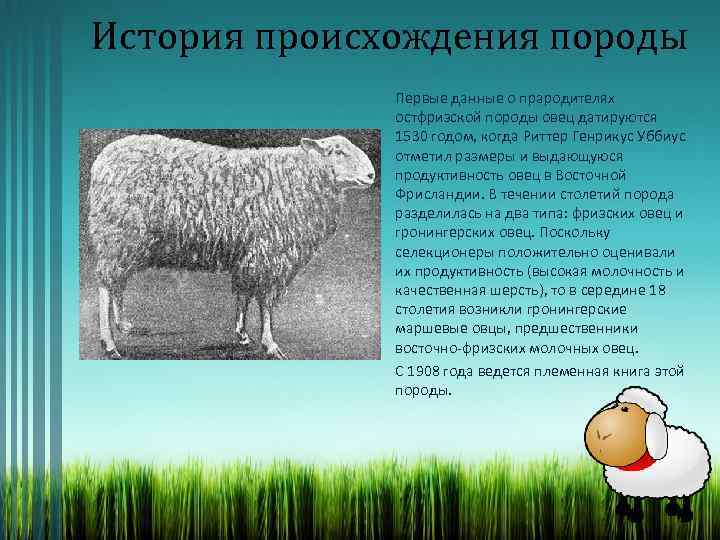 История происхождения породы Первые данные о прародителях остфризской породы овец датируются 1530 годом, когда