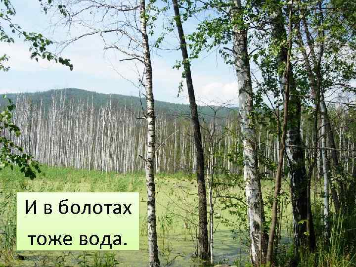 И в болотах тоже вода. 