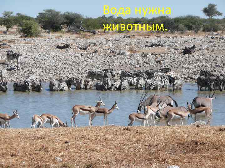 Вода нужна животным. 