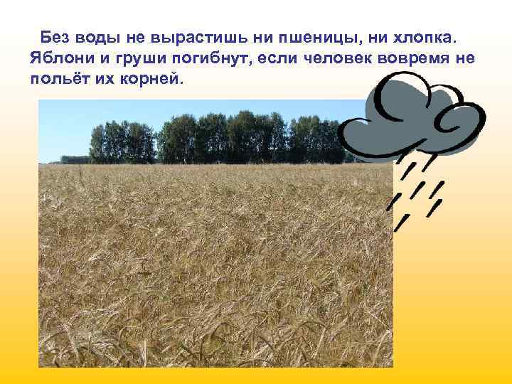 Без воды не вырастишь ни пшеницы, ни хлопка. Яблони и груши погибнут, если человек