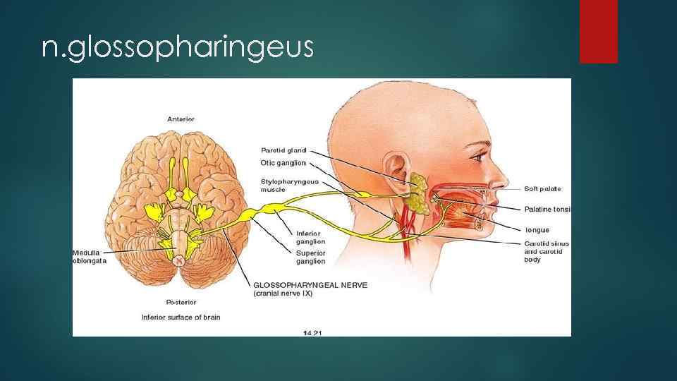 n. glossopharingeus 