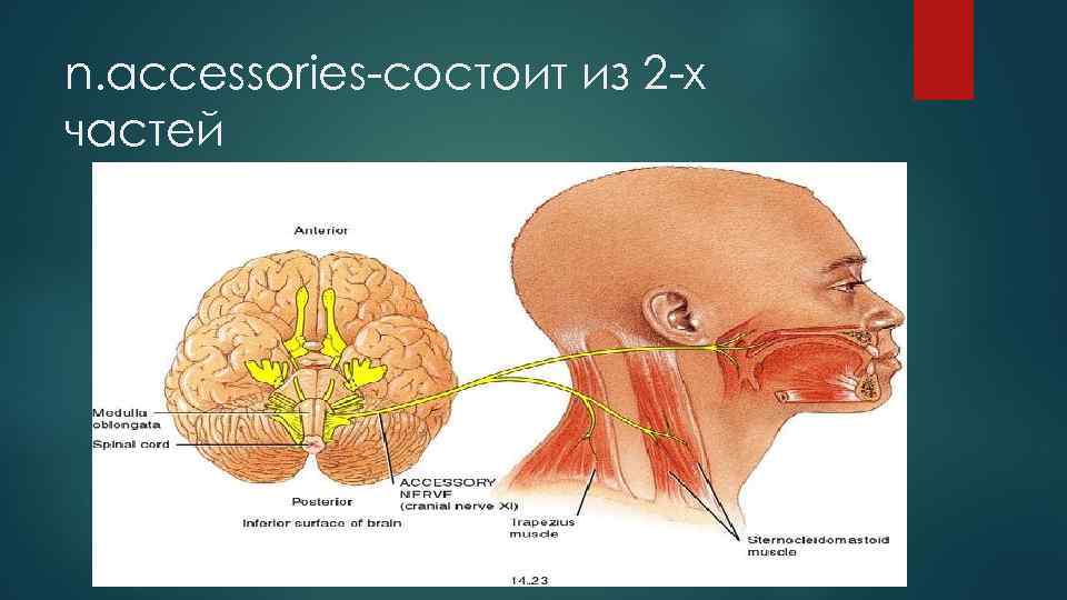 n. accessories-состоит из 2 -х частей 