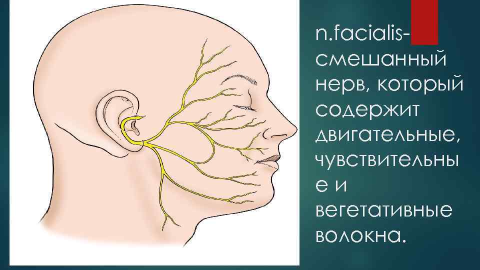 n. facialisсмешанный нерв, который содержит двигательные, чувствительны еи вегетативные волокна. 