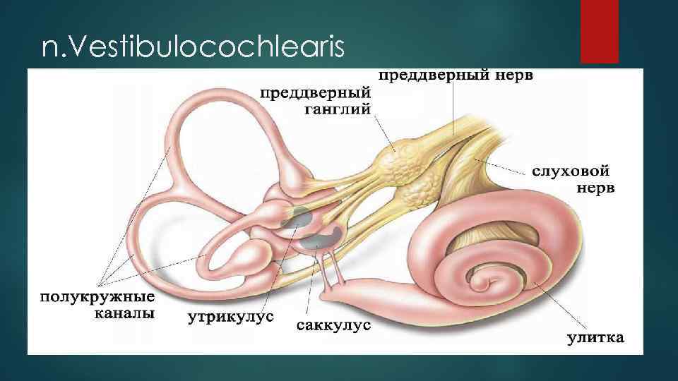 n. Vestibulocochlearis 