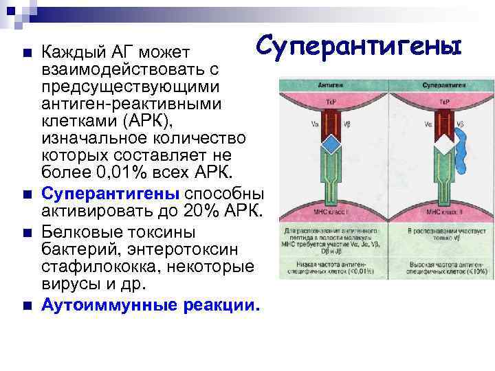 n n Суперантигены Каждый АГ может взаимодействовать с предсуществующими антиген-реактивными клетками (АРК), изначальное количество