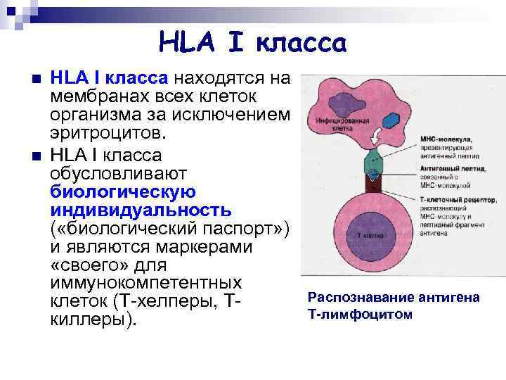 HLA I класса n n HLA I класса находятся на мембранах всех клеток организма