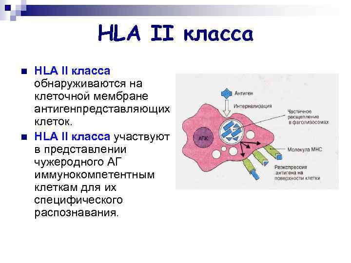 HLA II класса n n HLA II класса обнаруживаются на клеточной мембране антигенпредставляющих клеток.