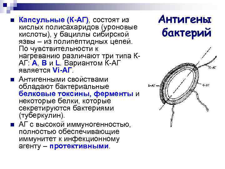 n n n Капсульные (К-АГ), состоят из кислых полисахаридов (уроновые кислоты), у бациллы сибирской