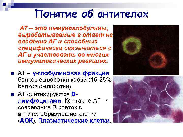 Понятие об антителах АТ – это иммуноглобулины, вырабатываемые в ответ на введение АГ и