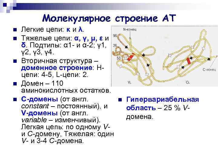 Молекулярное строение АТ n n n Легкие цепи: κ и λ. Тяжелые цепи: α,