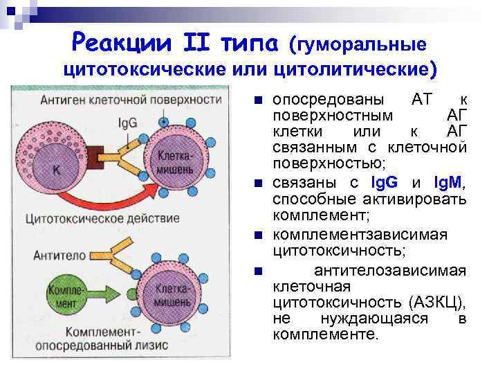 Схема гуморального ответа