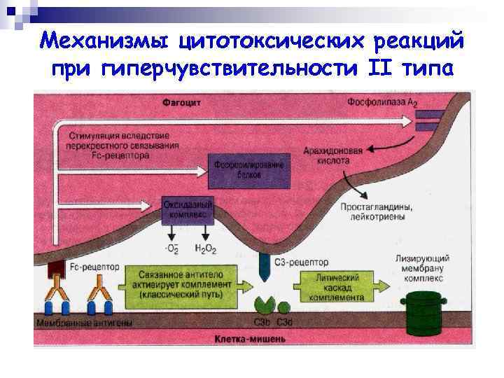 Механизмы цитотоксических реакций при гиперчувствительности II типа 