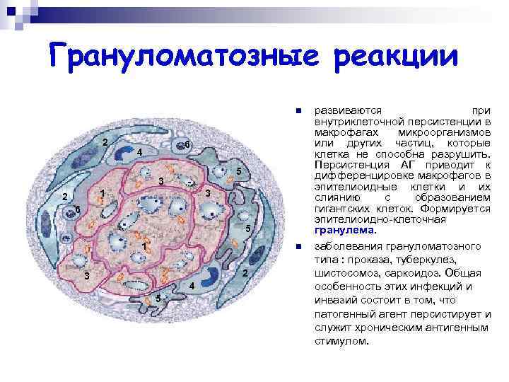 Грануломатозные реакции n 2 6 4 5 3 1 2 3 6 5 1