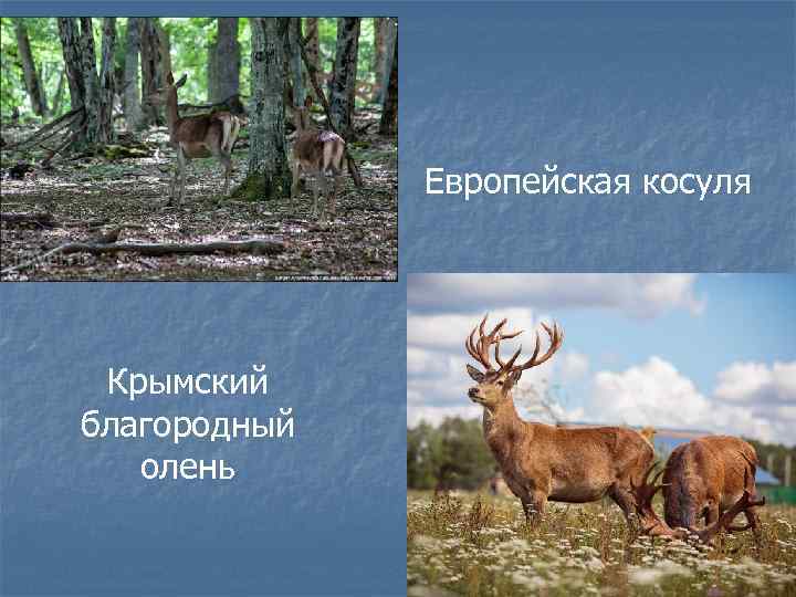 Европейская косуля Крымский благородный олень 