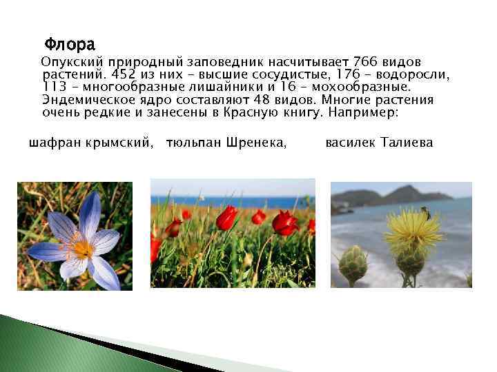 Флора Опукский природный заповедник насчитывает 766 видов растений. 452 из них – высшие сосудистые,