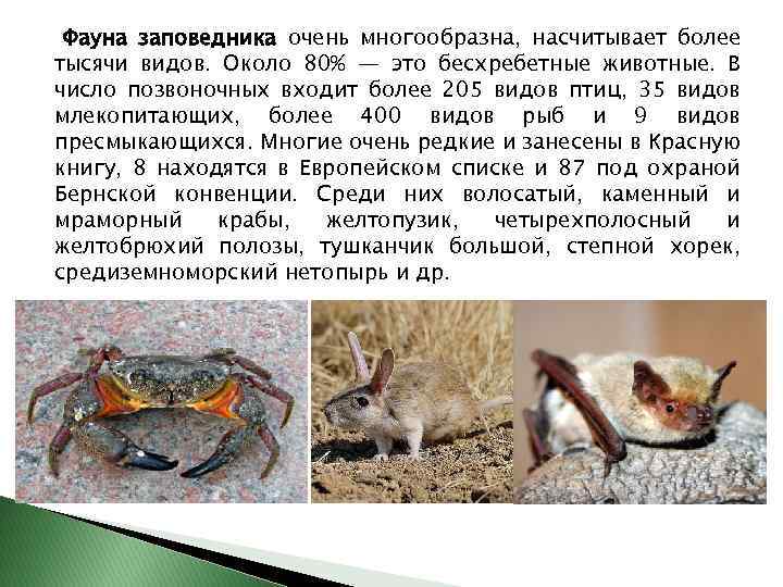 Фауна заповедника очень многообразна, насчитывает более тысячи видов. Около 80% — это бесхребетные животные.