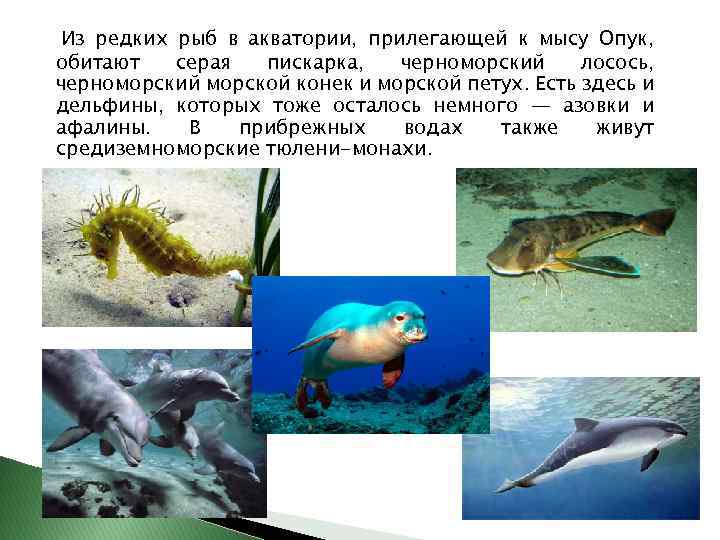 Из редких рыб в акватории, прилегающей к мысу Опук, обитают серая пискарка, черноморский лосось,