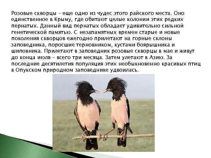 Розовые скворцы – еще одно из чудес этого райского места. Оно единственное в Крыму,