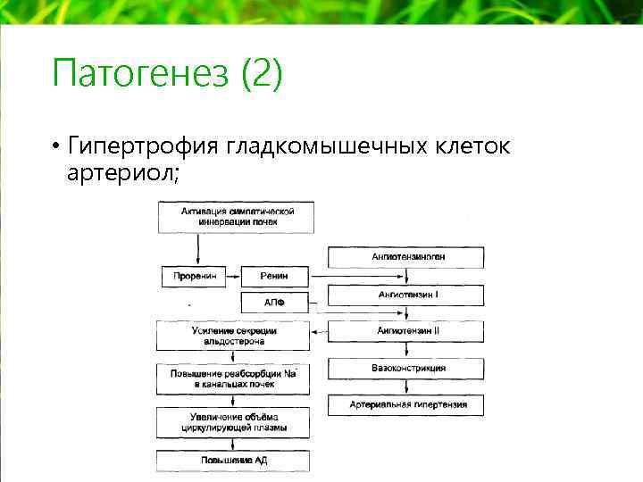 Патогенез (2) • Гипертрофия гладкомышечных клеток артериол; 