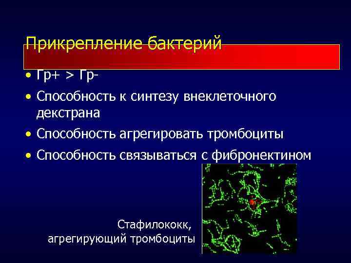 Прикрепление бактерий • Гр+ > Гр • Способность к синтезу внеклеточного декстрана • Способность