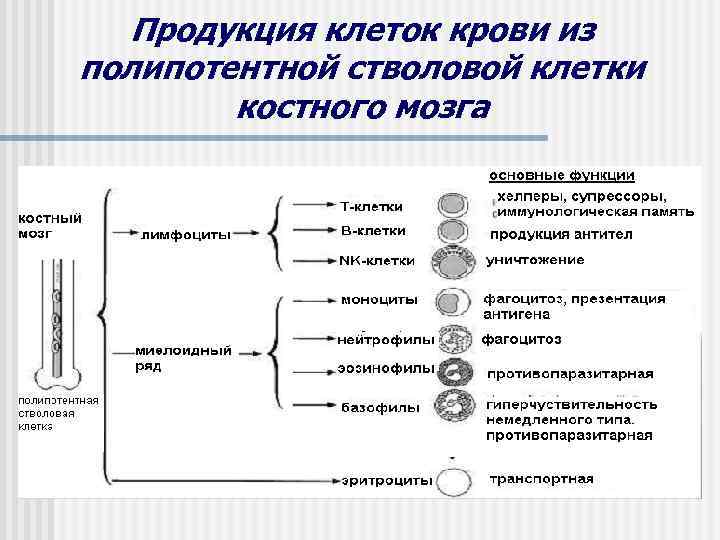 Продукция клеток крови из полипотентной стволовой клетки костного мозга 