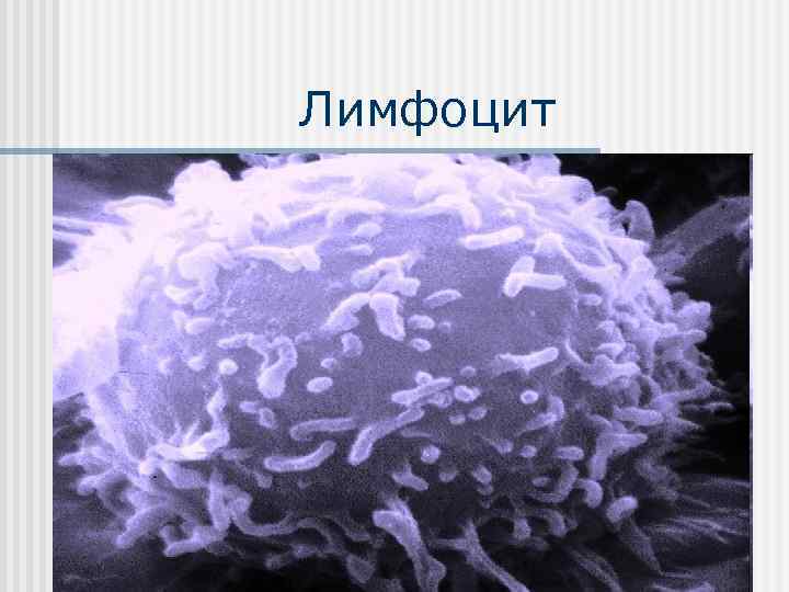 Лимфоцит 