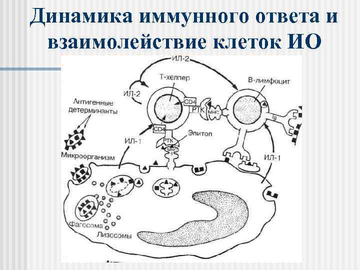 Динамика иммунного ответа и взаимолействие клеток ИО 