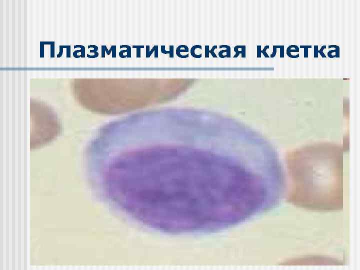 Плазматическая клетка 