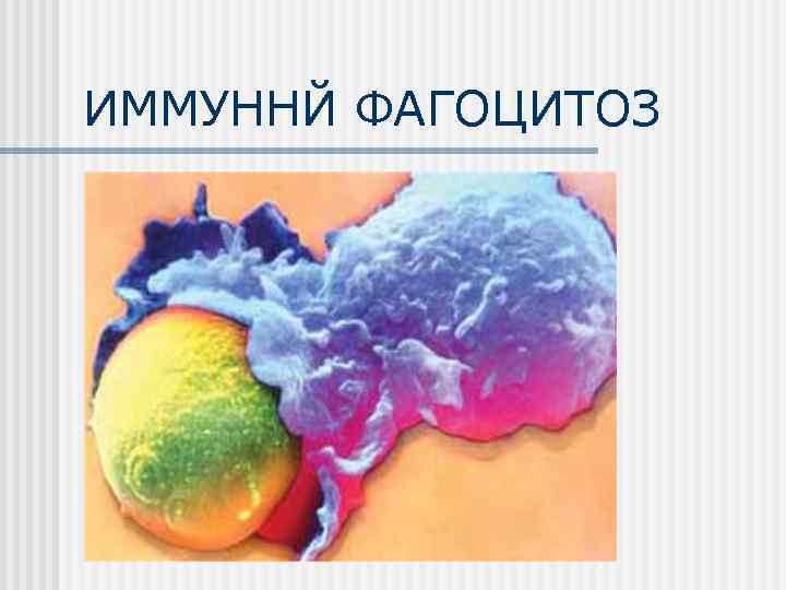 ИММУННЙ ФАГОЦИТОЗ 