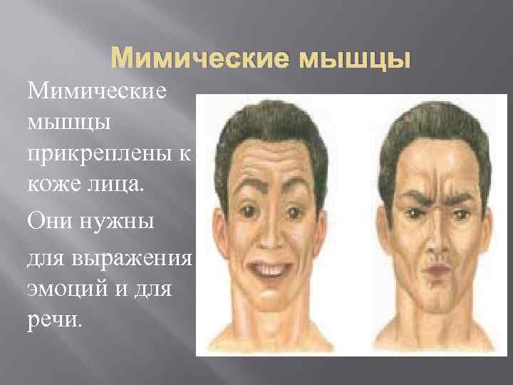 Мимические мышцы прикреплены к коже лица. Они нужны для выражения эмоций и для речи.