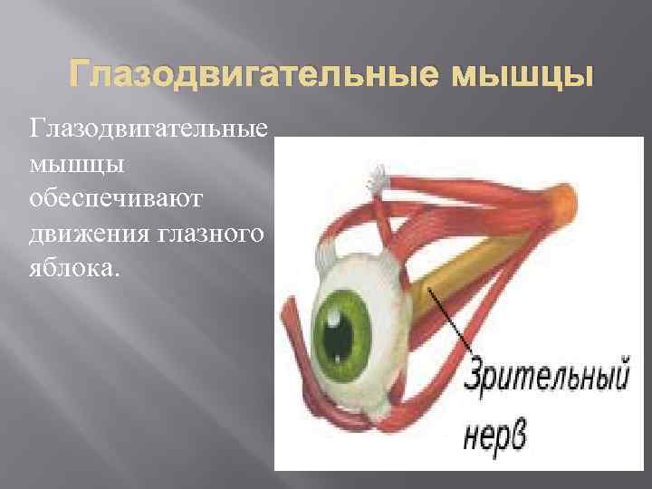 Глазодвигательные мышцы обеспечивают движения глазного яблока. 