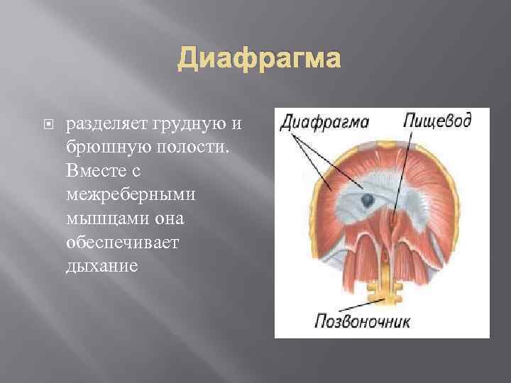Диафрагма разделяет грудную и брюшную полости. Вместе с межреберными мышцами она обеспечивает дыхание 
