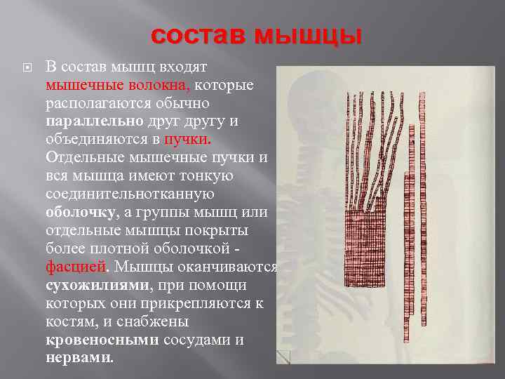 Мышцы входят в состав системы. Волокна мышц. Состав мышц. Состав мышечной ткани. Состав мышечного волокна.