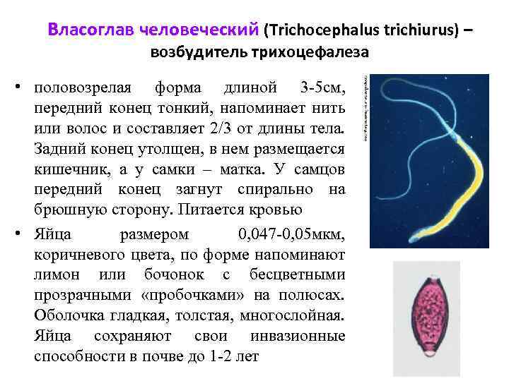 Власоглав человеческий (Trichocephalus trichiurus) – возбудитель трихоцефалеза • половозрелая форма длиной 3 -5 см,
